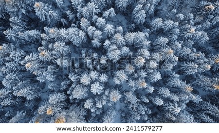 Aerial picture of coniferous forest after snowfall on sunset