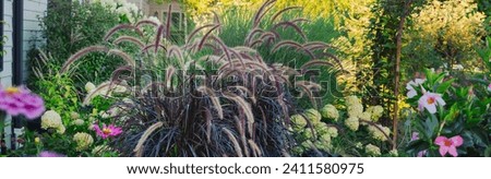 Horizontal banner of Mesmerizing Purple fountain ornamental grasses waving in the hot summer afternoon sun, planted with limelight hydrangea creating a peaceful, tranquilizing space pm the patio.