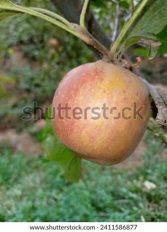 Picture of Apple Fruit still on the Tree