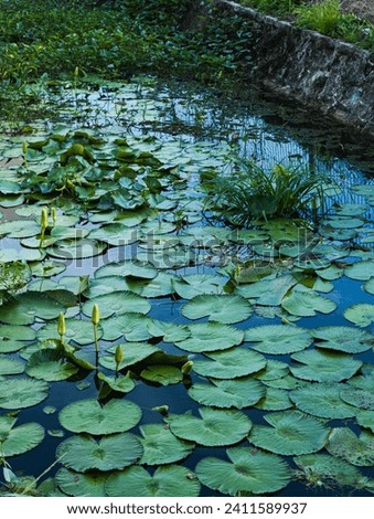 the pond surface almost fully covered by water lillies.
