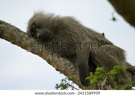 portrait of a baboon sitting on a tree
