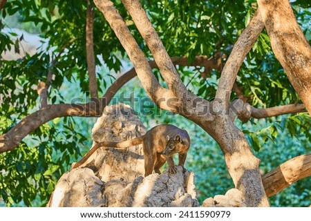 Rare cat dog Phosa, Cryptoprocta ferox, climbed onto a rock boulder in the Madagascar forest Royalty-Free Stock Photo #2411590979