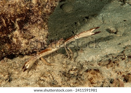 Ocellate swimming crab (Portunus sebae)
