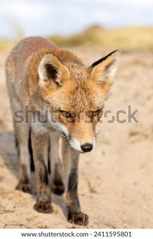 Red Fox Standing on the Sand in A National Park 
