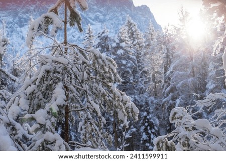 Snowy trees in the Alps in winter in the forest sunshine