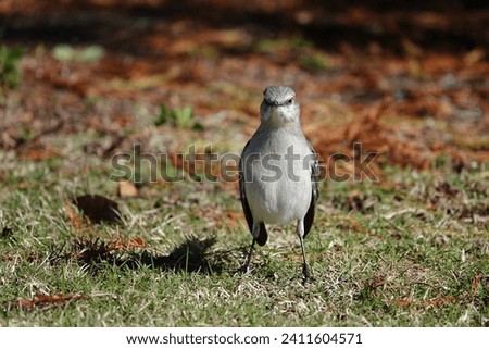 Northern Mockingbird standing at attention on the ground in the morning sunlight at Shelter Cove on Hilton Head Island. 
