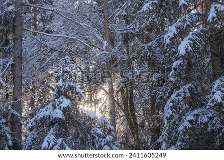 Group of pine trees in the snowy forest in the sun