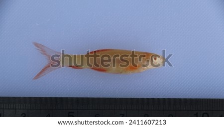Golden White Cloud (Tanichthys albonubes), Tropical Ornamental Fish