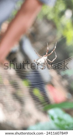 Macro shot. Beautiful nature scene. Close up of spider in the nest