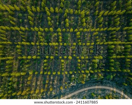 Reforestation after industrial use, seen from above