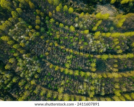 Reforestation after industrial use, seen from above
