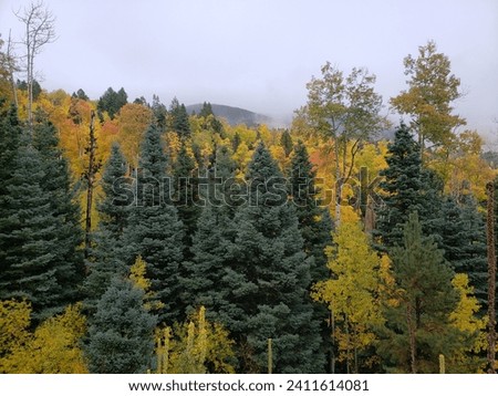 Fall colors in mountains near Santa Fe