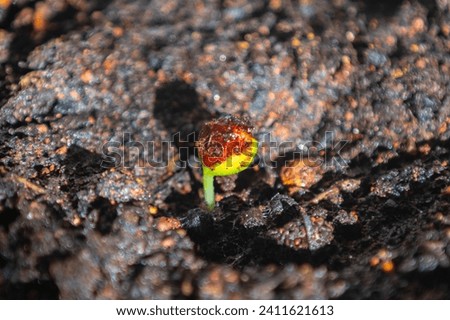 Seed of the Brazilian tree known as (Brazilwood) Paubrasilia echinata or Caesalpinia echinata, germinating in moist soil