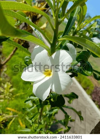 mandevilla laxa flower photo stock