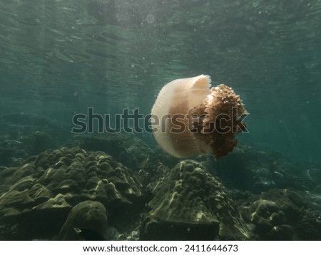  jellyfish in the clear waters of the Gulf of Thailand