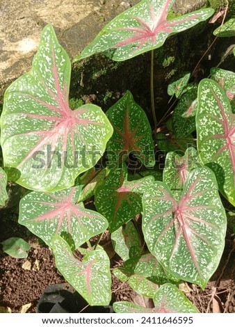 The taro ornamental plant has a soft, thick, wide leaf texture like a living plastic plant that grows, making the taro plant irreplaceable in the hearts of ornamental plant lovers,  Royalty-Free Stock Photo #2411646595