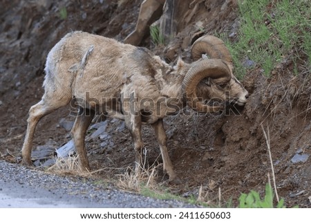 Big Horned Sheep getting a drink