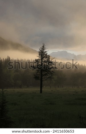 Single tree in front of fog and distant mountains