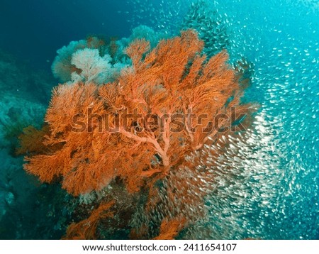 Giant Gorgonian Sea Fan Coral. Branching Gorgonia Soft Corals. Invertebrate Marine Animals Alcyonacea, Cnidaria Octocorals. Tropical coral reef under deep blue Andaman Sea. Indo Pacific Ocean seabed.