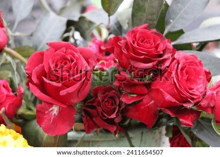 Group of red roses picture