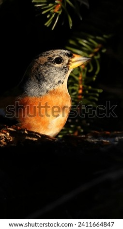 The brambling is a small finch bird. Birds in winter forest with black background.