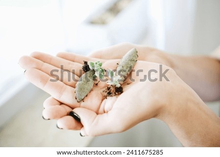 Woman's Hands Holding Propagated Succulents Royalty-Free Stock Photo #2411675285