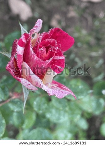 Beautiful roses and rose buds