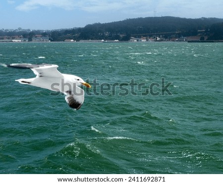  A curious seagull parallels a tour boat in San Francisco Bay