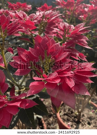Poinsettia
Euphorbia, flame leaf flower, Flower of the Holy Night, Flower of Christmas Eve, Crown of the Andes, Easter flower