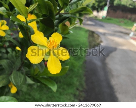 a close up shot of yellow flowers ,Magnolia ,Ochna serrulata
