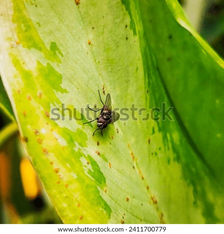 Flies are a type of insect from the order Diptera, this picture was taken when it landed on a leaf