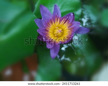 Pygmy water-lily flowers in pond in sri lanka nature garden blurry picture 