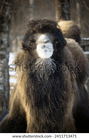 Bactrian camel. Two humped camel approaches the man. camel in the snow in winter. Camelus bactrianus. Royalty-Free Stock Photo #2411713471