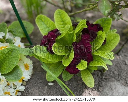 Dark lilac and purple color Primrose (Primula Belarina) Beaujolais flowers in a garden in May 2023