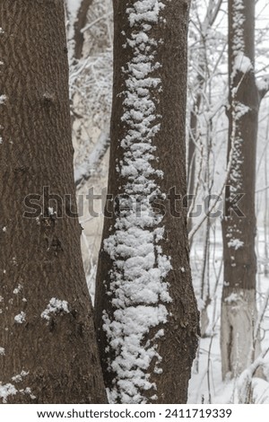 First snow on a tree trunk, close-up