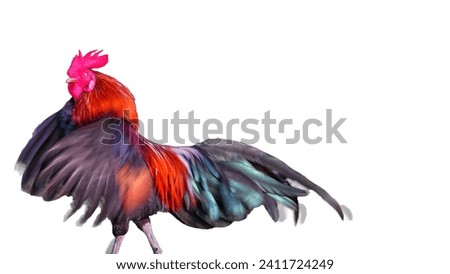 Young Rooster on white background