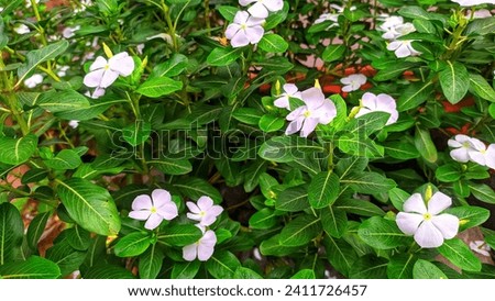 View of White flowers and green leaves