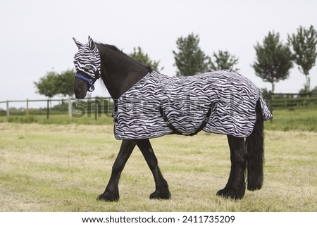 Friesian horse with fly-mask and fly-rug Royalty-Free Stock Photo #2411735209