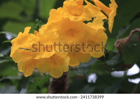Dwarf Golden Trumpet flower in Thai, Thailand