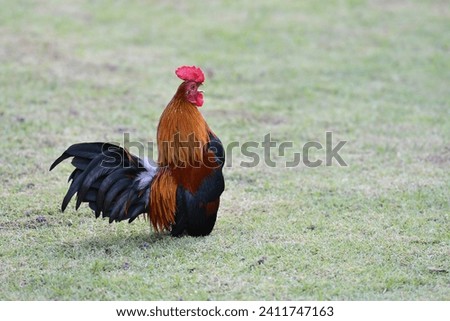 A rooster is standing and crowing in the grass.