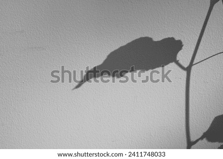 light and shadow of leaves and vine on white concrete wall in soft light with copy space. Beautiful nature background or wallpaper. design for overlay on product presentation, backdrop and mockup.