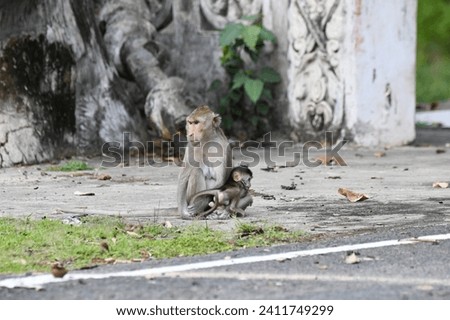monkey baboon sitting on the ground