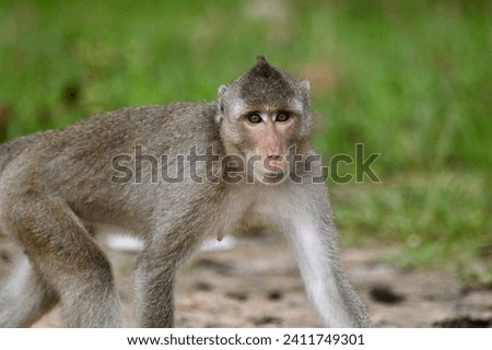 monkey baboon sitting on the ground