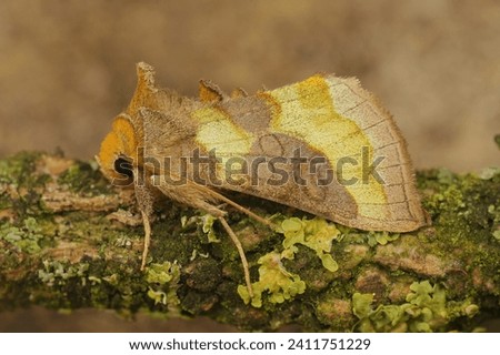 Natural closeup on a colorful European burnished brass moth, Diachrysia chrysitis sitting on wood Royalty-Free Stock Photo #2411751229