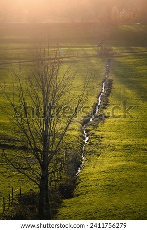 Tree, meadow and a stream. Stream in a field. Backlit, the sun shines into the picture. Long shadows, aerial view