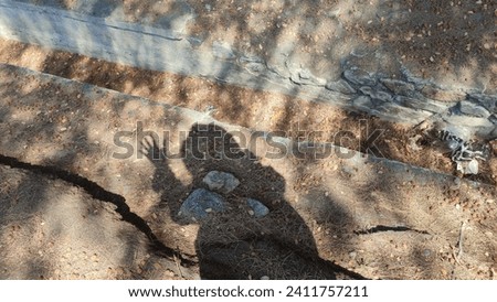 In the fallen, brownish pine leaves, there is a shadow of a hand making a wave gesture with its fingers wide open, revealing a human figure exposed to the morning sun. shadows from tree and human