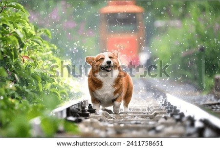 Dog walkingin the rain Pc Wallpaper HD 4k Royalty-Free Stock Photo #2411758651