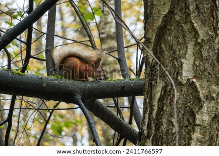 ed squirrel foraging on a moss-covered tree branch in an autumnal forest
