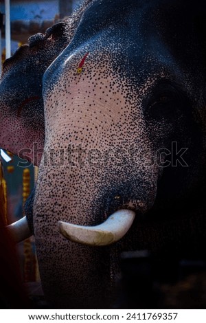 Indian Photography: Kerala Hindu Temple Festival Elephant 