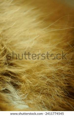 detailed texture of cat hair or fur, orange or golden yellow
